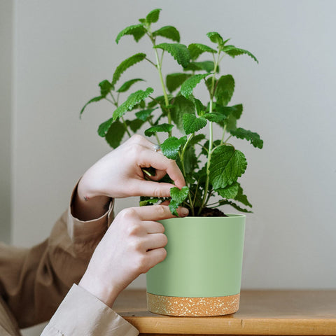 QCQHDU 12-inch planter set offers versatile decor for balconies and larger plants.