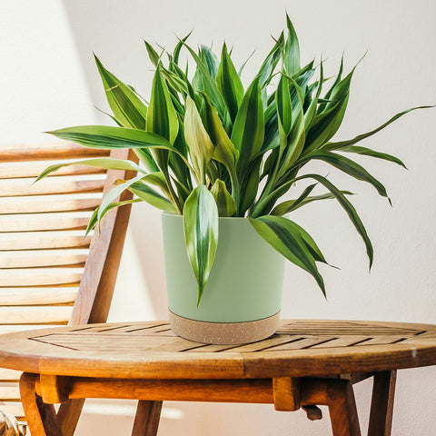 QCQHDU 2pack planters image showcases space-saving double pot setup.