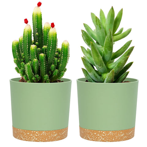 QCQHDU 5-inch plant pot with drainage holes for healthy root moisture management.