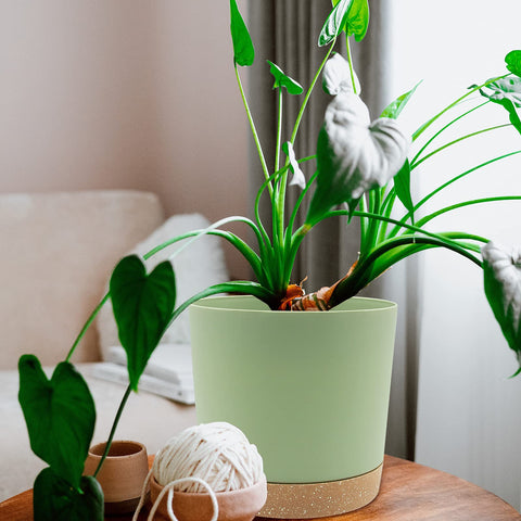 QCQHDU 8-inch plant pot in home decor setup for versatile placement.