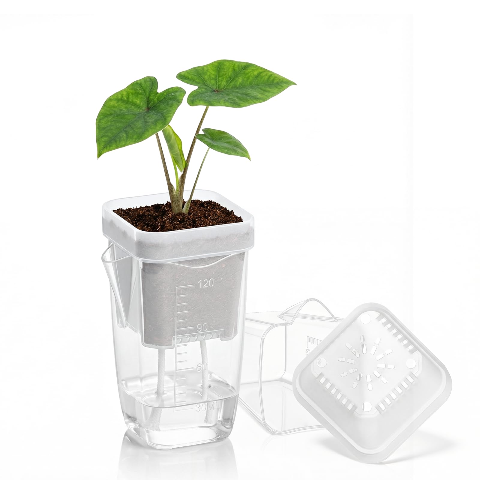 QCQHDU two-inch mini self-watering pot showing inner and outer layers for growth monitoring.