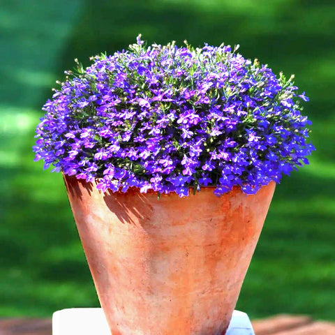 QEVJEKR creeping thyme border-edge beside paths and borders