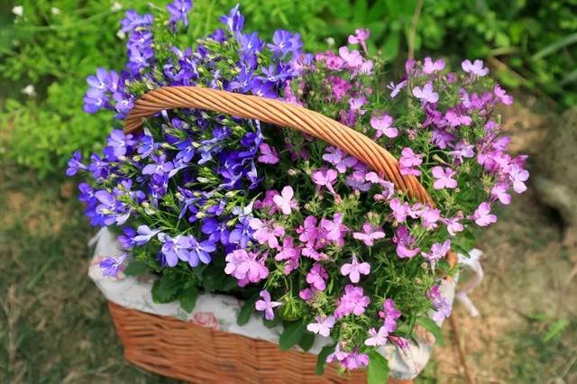 QEVJEKR creeping thyme in pots for patios and decks