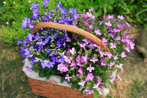 QEVJEKR creeping thyme in pots for patios and decks
