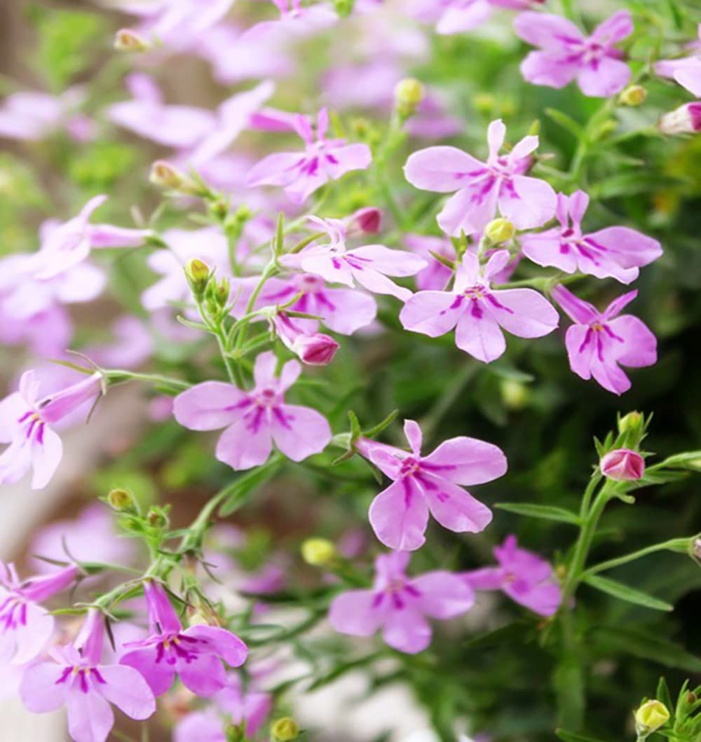 QEVJEKR creeping thyme ground cover ideal for rock gardens
