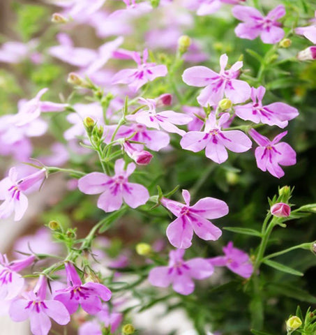 QEVJEKR creeping thyme ground cover ideal for rock gardens