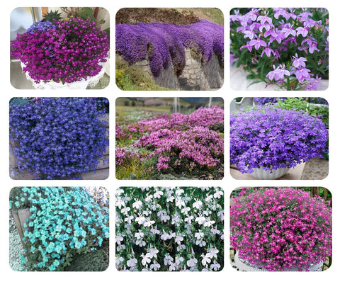 QEVJEKR creeping thyme attracts pollinators for lively landscapes