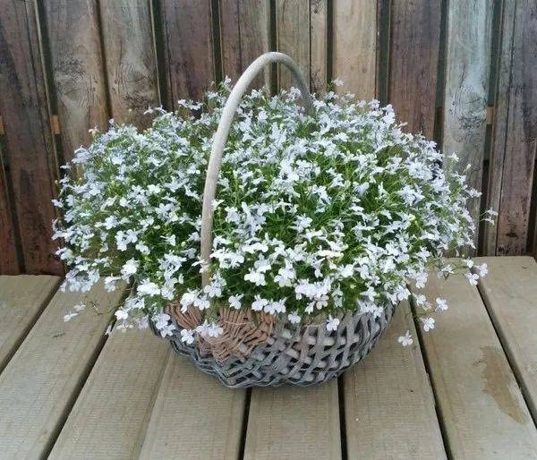 QEVJEKR creeping thyme adds color to rock garden corners