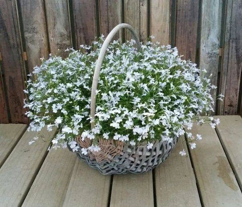 QEVJEKR creeping thyme adds color to rock garden corners
