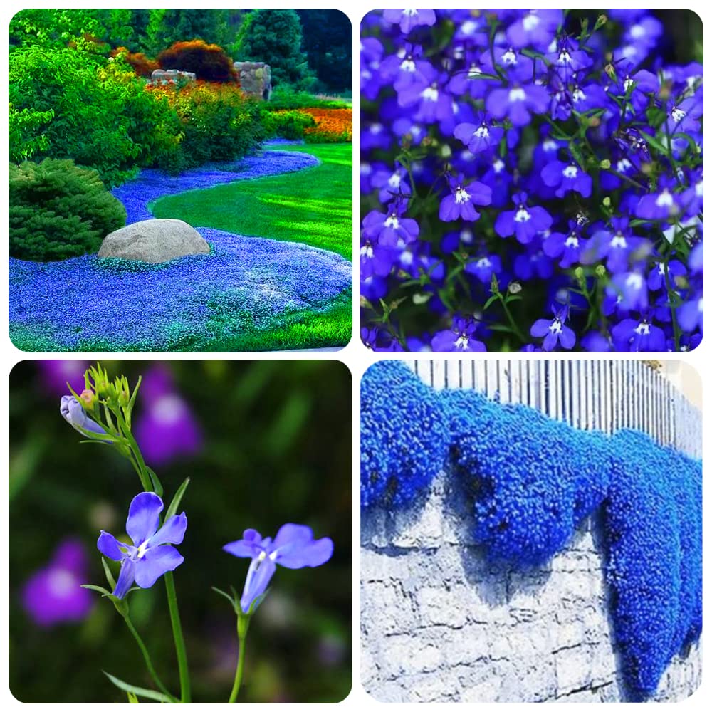 QEVJEKR blue creeping thyme seeds pack for easy planting and butterfly-friendly rock gardens.