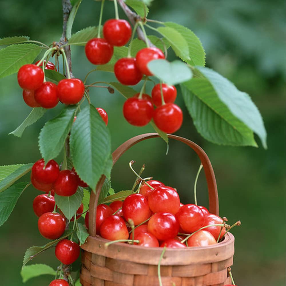 QEVJEKR display of bonsai fruit seeds for planting projects