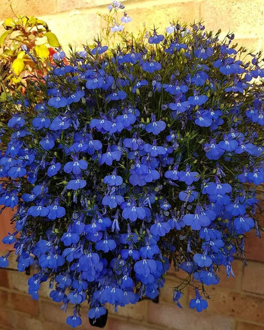 QEVJEKR blue creeping thyme seeds pack for easy lawn and path edging.