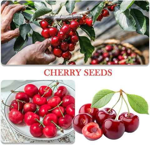 QEVJEKR cherry seeds pack ideal for compact fruit trees