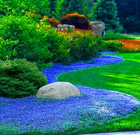 QEVJEKR creeping thyme dwarf ground-cover for dense, low-growing borders.