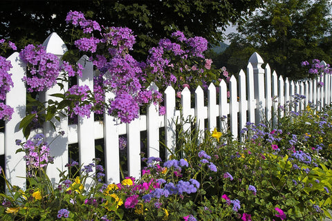 QEVJEKR easy-to-grow mix helps beginners establish a lush, colorful garden.