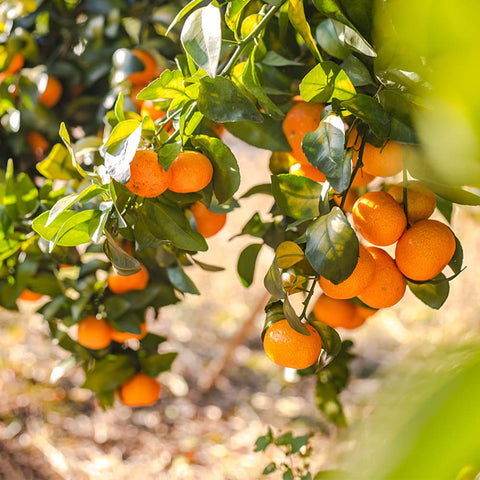 QEVJEKR heritage fruit seeds collection offering heirloom diversity