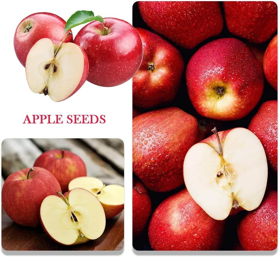 QEVJEKR orange seeds pack for dwarf fruit tree projects
