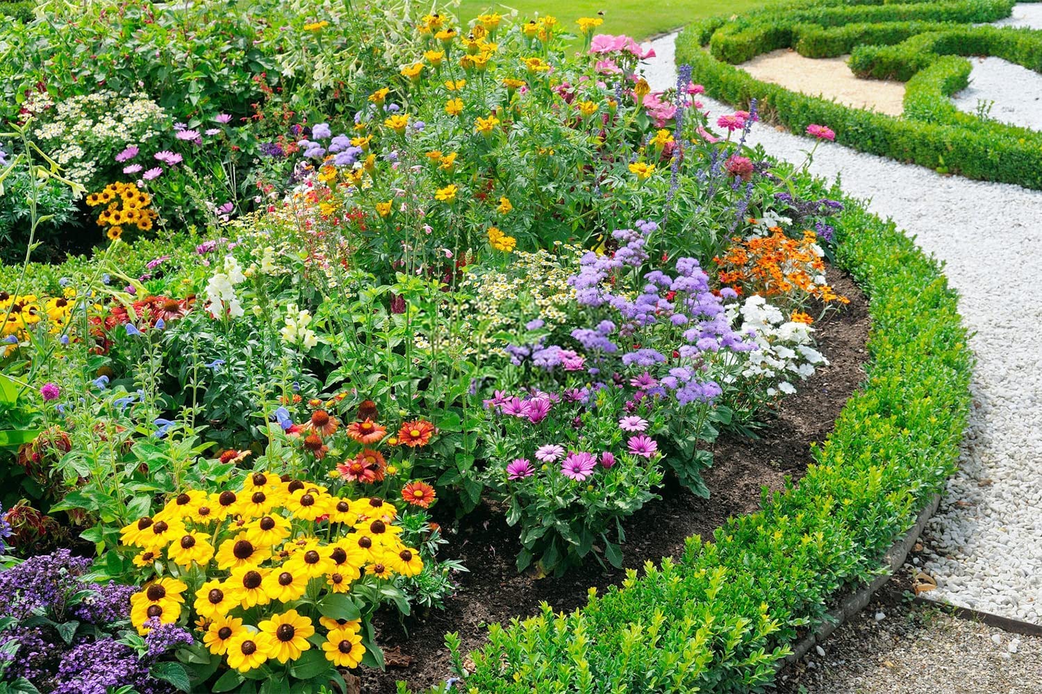 QEVJEKR perennial mix seeds show vibrant colors for a long-lasting garden bloom.