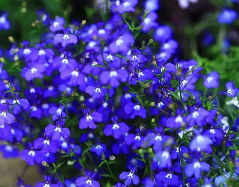 QEVJEKR blue creeping thyme rock garden planting enhances texture and color.
