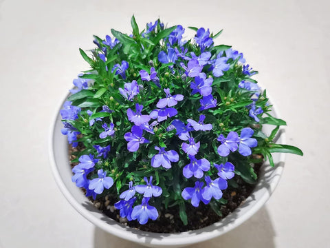 QEVJEKR blue creeping thyme seeds for quick germination and pollinator-friendly beds.
