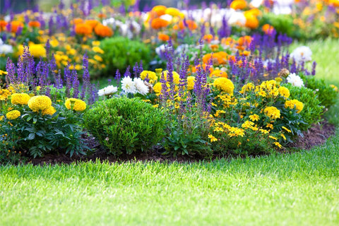 QEVJEKR zinnia-poppy-crimson-clover seed pack highlights diverse flowers for eye-catching gardens.