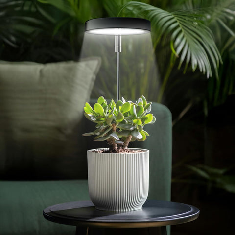 Qicodu grow light with extended arm positioned over a desk plant setup