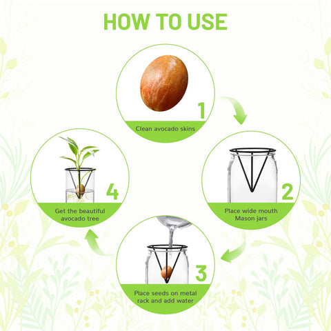 Qiuruoo avocado vase with wide-mouth compatibility for seed growth.