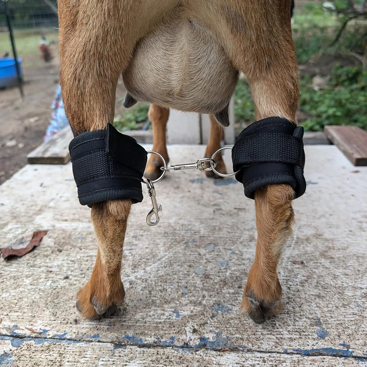 QMARK black straps deliver reliable performance in routine goat handling tasks.