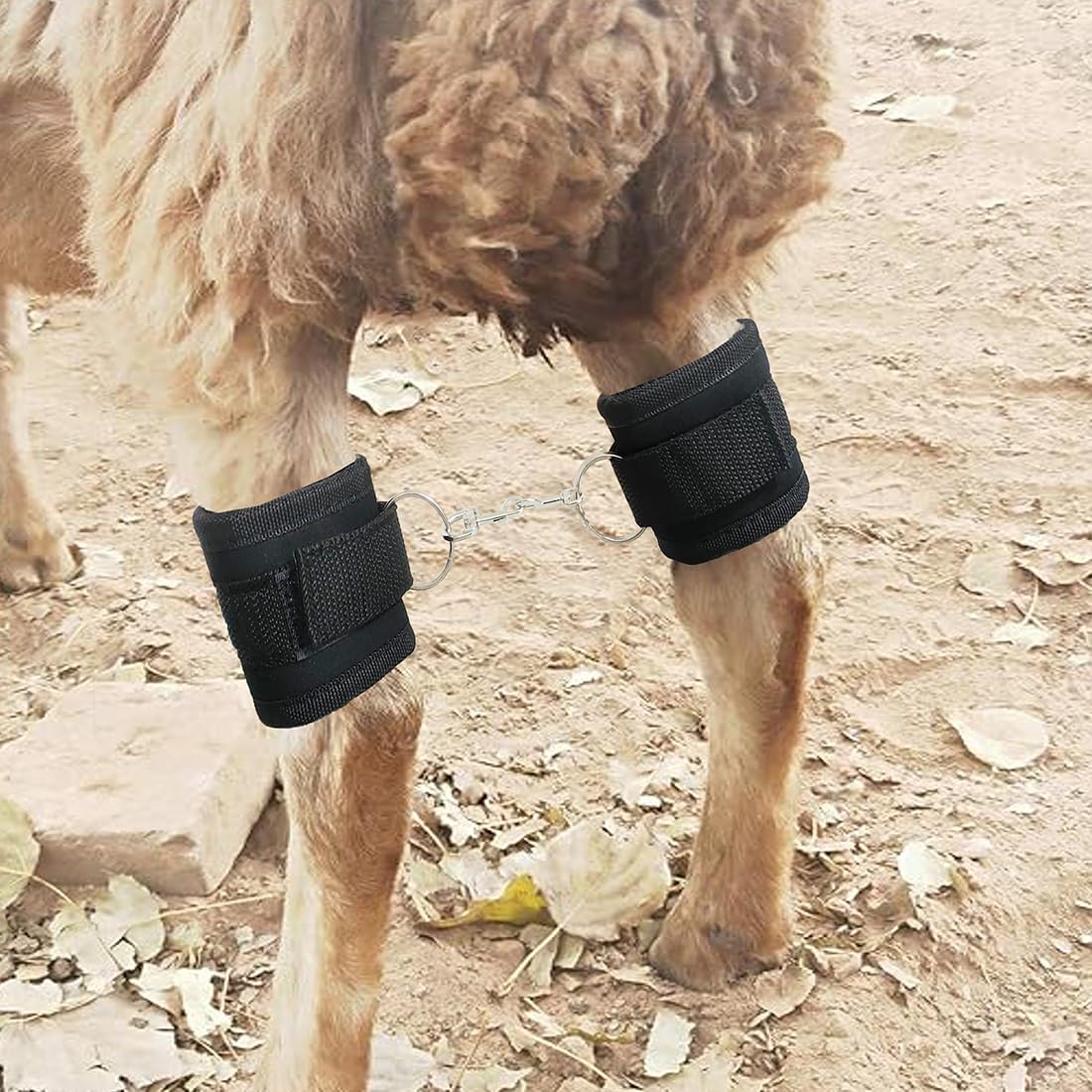 QMARK goat milking hobbles offer adjustable compact sizing for easy transport.