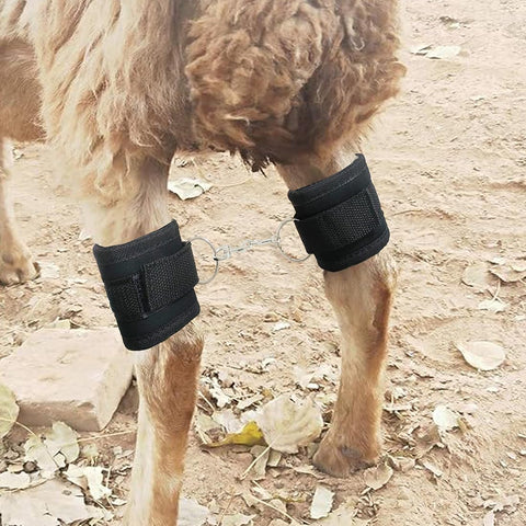 QMARK goat milking hobbles offer adjustable compact sizing for easy transport.