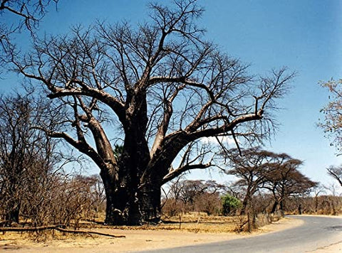 QO Seeds African Baobab Seeds illustration inspires landscape design ideas