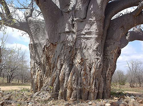 QO Seeds African Baobab Seeds dry-season setup for drought-ready potential