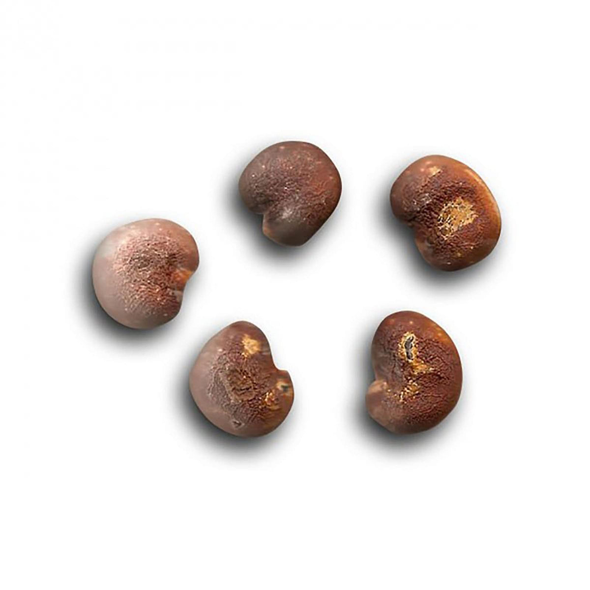 QO Seeds African Baobab Seeds front view showing viable seeds for sowing