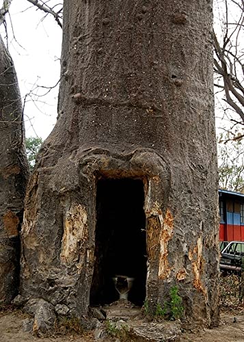QO Seeds African Baobab Seeds germination to seedling transition focus