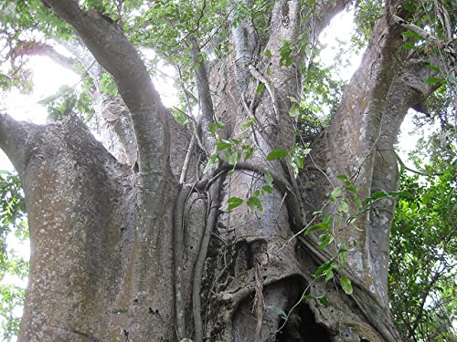 QO Seeds African Baobab Seeds label with clear product details