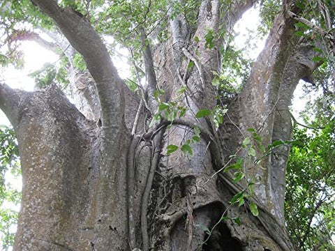 QO Seeds African Baobab Seeds label with clear product details