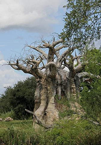 QO Seeds African Baobab Seeds pack-shot highlighting ten seeds for gardening