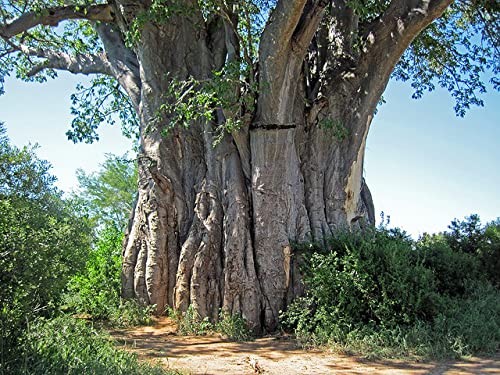 QO Seeds African Baobab Seeds well-drained soil setup options