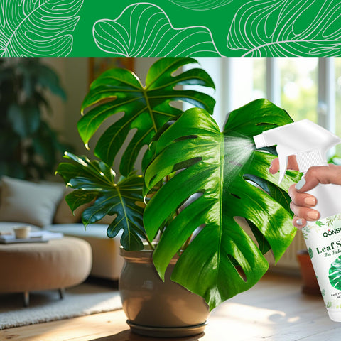 Packaging display of QONS Leaf Shine Spray for home greens