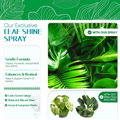 Mist application on plant leaves using QONS Leaf Shine Spray