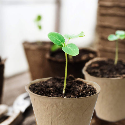 QPEY easy transplant whole-pot design reduces root disturbance during movement