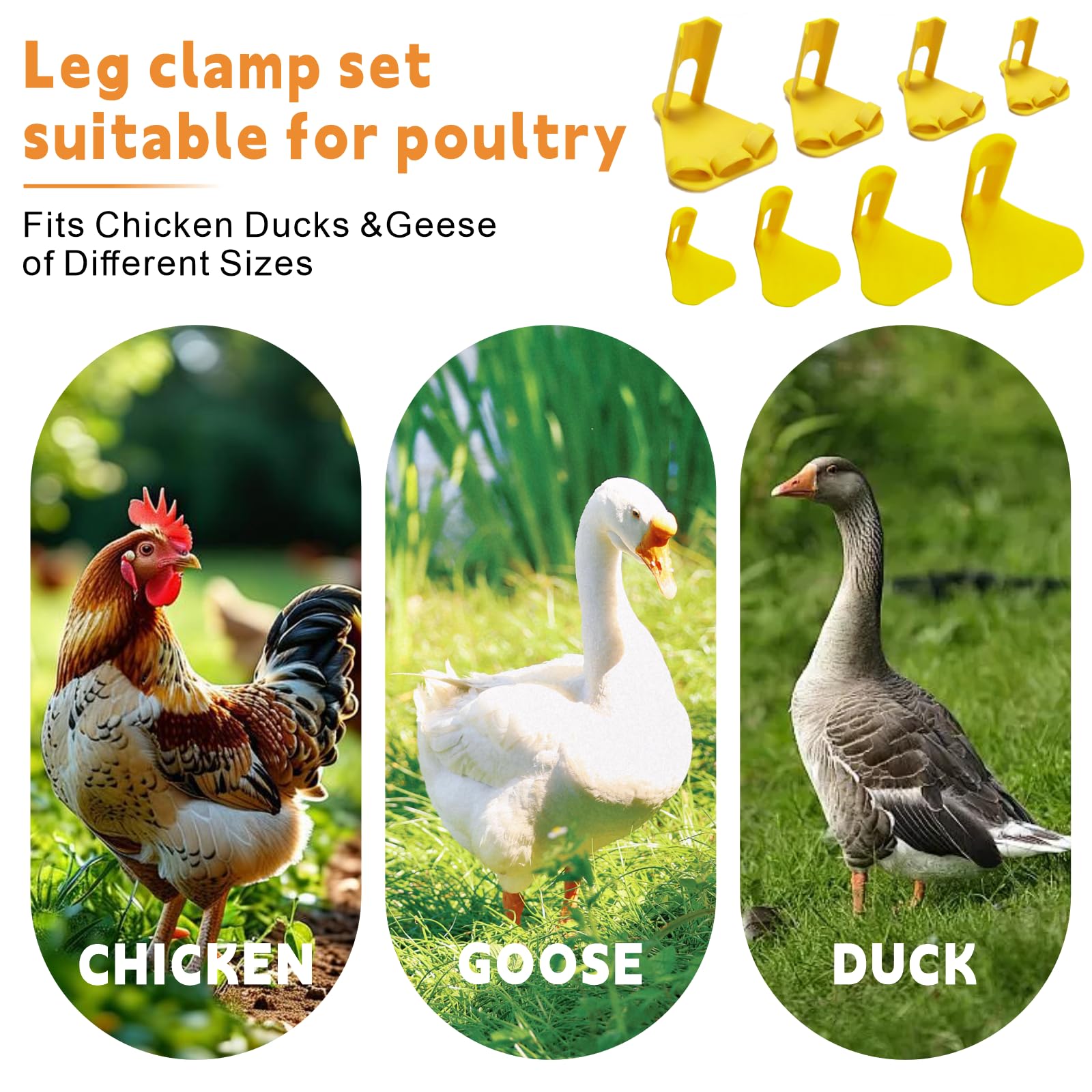 Qtaikong bumblefoot treatment splint aids gentle immobilization for poultry.