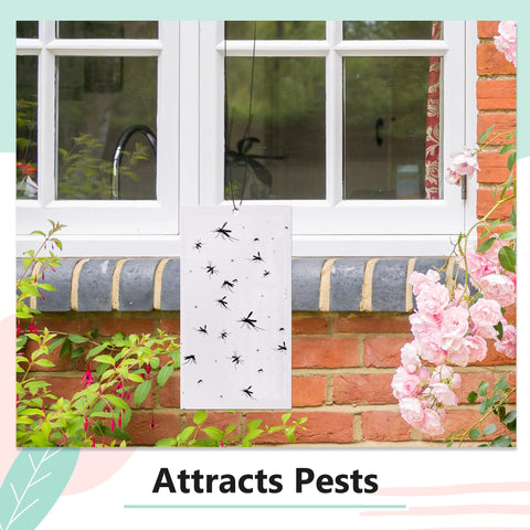 3x5 inch replacement boards; ready-to-use FlyWeb refill.