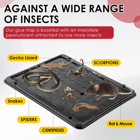 Qualirey glue trap closeup showing pre scented adhesive surface