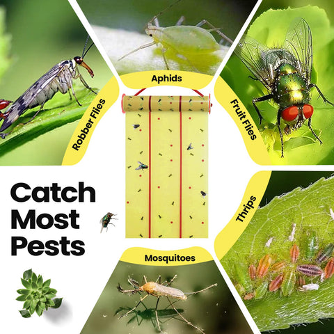 Qualirey trap captures gnats, mosquitoes, and other flying pests.