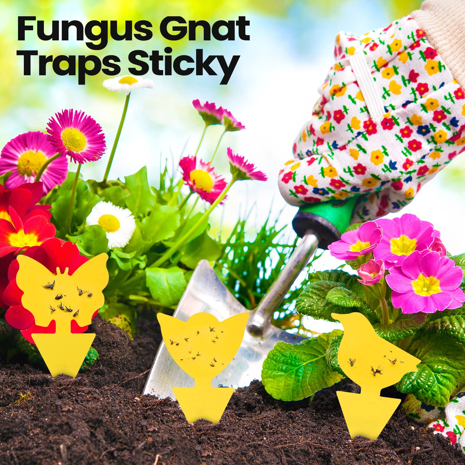 Qualirey fruit fly sticky traps indoor-use set; multi-shape design for flexibility.
