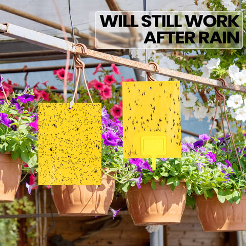 Qualirey traps used indoors or outdoors for garden pest control.