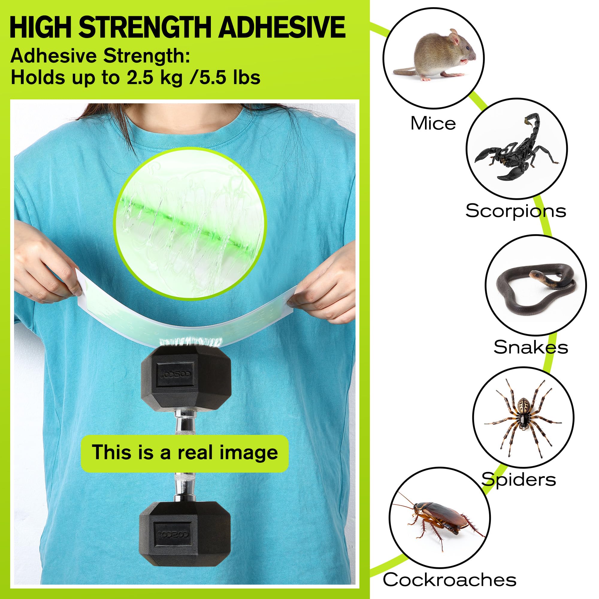 Qualirey green glue traps offer quick rodent identification with high-contrast adhesive