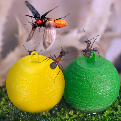 Qualirey hanging-fruit-fly-trap-ball-yellow helps trap flies on branches.