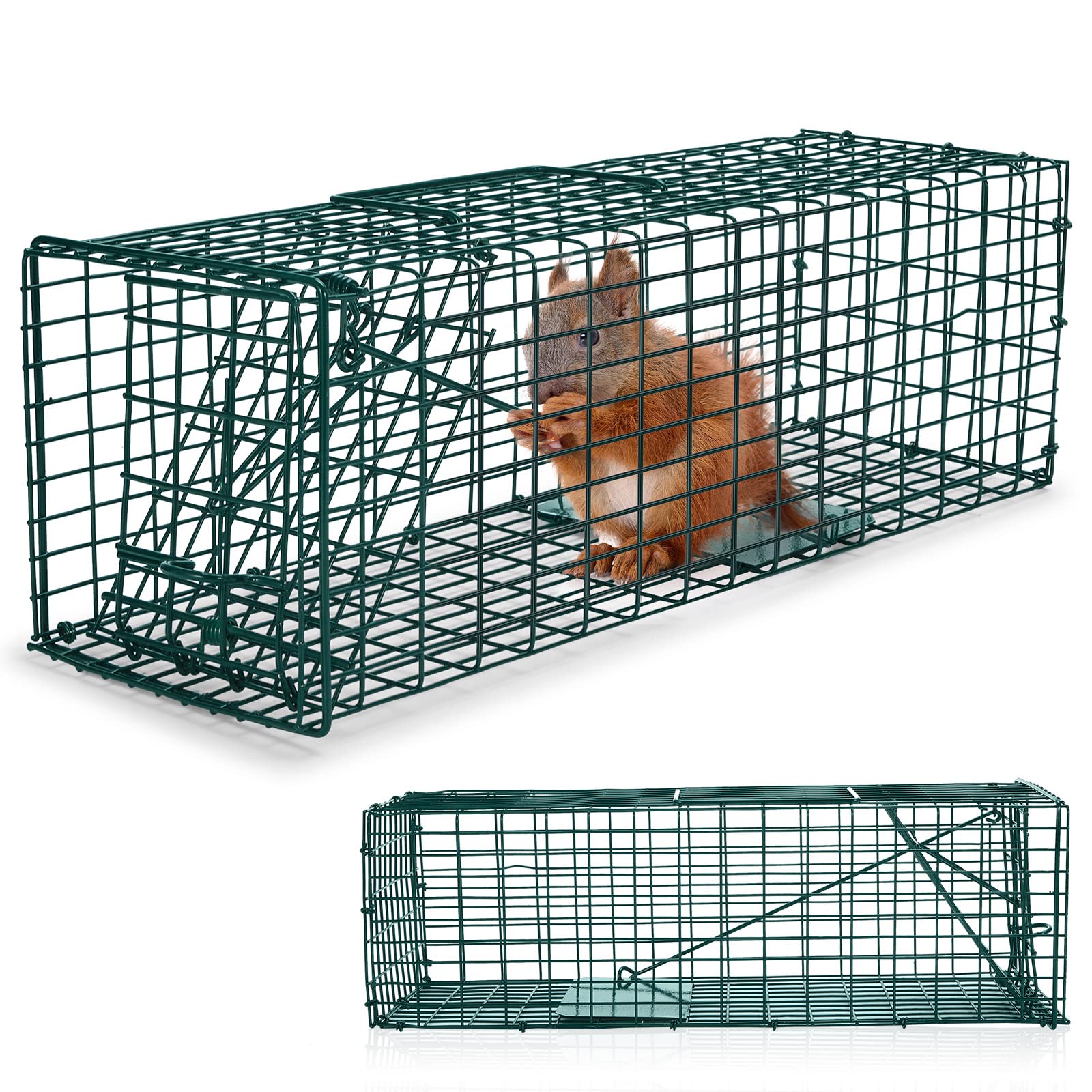 Qualirey humane squirrel trap in green for safe outdoor capture.